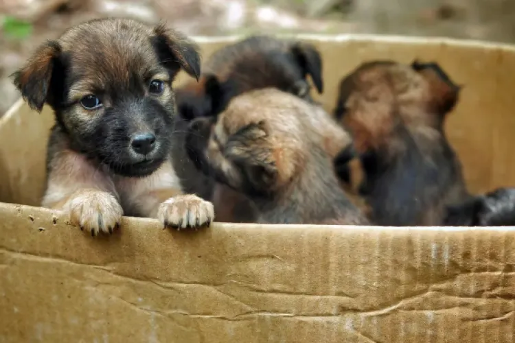 VIDEO. Abandonați la gunoi! Mai mulți puiuți, găsiți lângă pubelele de pe o stradă din Cluj-Napoca