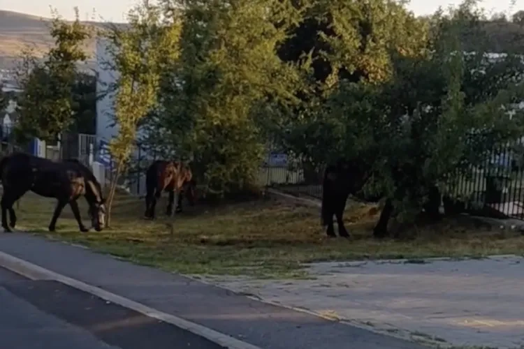VIDEO. Patru „elevi” s-au prezentat la porțile școlii din Cluj înaintea tuturor! Aceștia au păscut liniștiți lângă drum: „Materie nouă, echitația!”