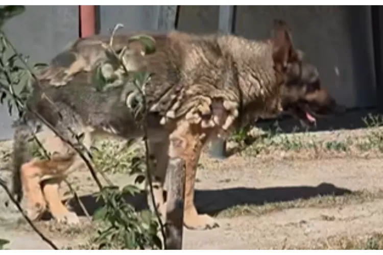Imagini care îți rup inima, în Florești! Un ciobănesc german abia mai poate merge pe stradă VIDEO