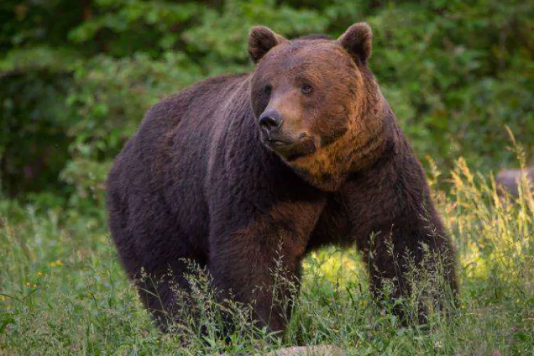 Ursul a băgat spaima în localnicii dintr-un sat! Fiara a atacat animale, iar oamenii au primit RO-Alert