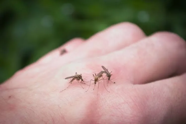 Virusul West Nile a ajuns și la Cluj. Un caz confirmat în județ, în timp ce bilanțul național urcă la 46 de infectări și doi morți de la începutul verii