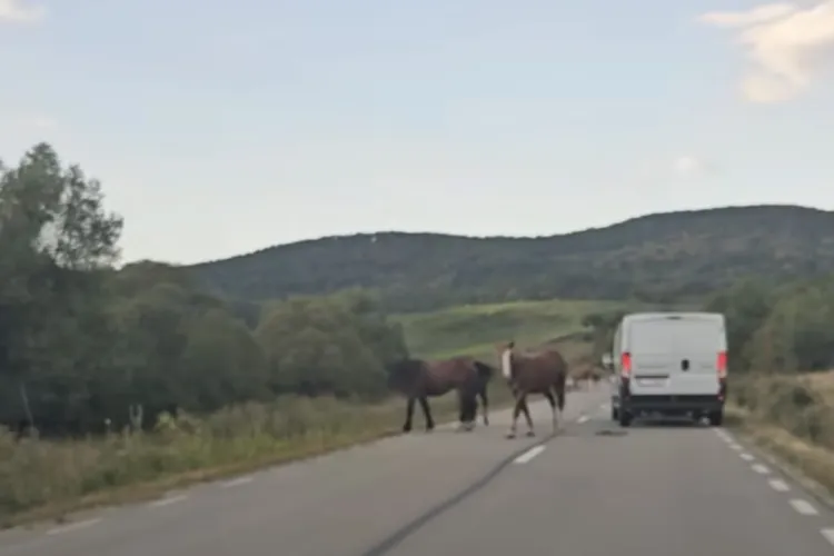 VIDEO. Pericol pe un drum din Cluj! Mai mulți cai au ajuns pe carosabil și au pus șoferii în dificultate