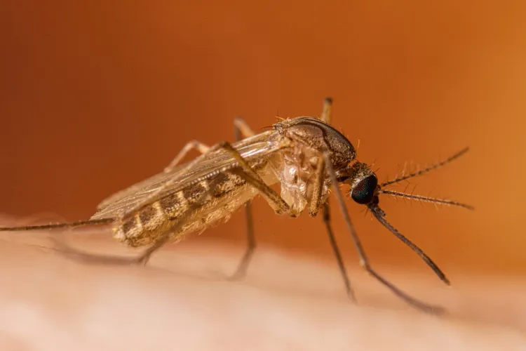 Virusul West Nile se extinde rapid în România: 46 de cazuri și două decese în mai puțin de trei luni. Clujul se află și el pe lista județelor afectate