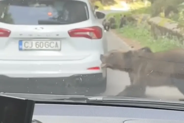 VIDEO. Mașina unui clujean, atacată de urs! Animalul a prins bara de protecție cu dinții și nu a lăsat-o până nu a rupt-o: „Cum explic la asigurări?”