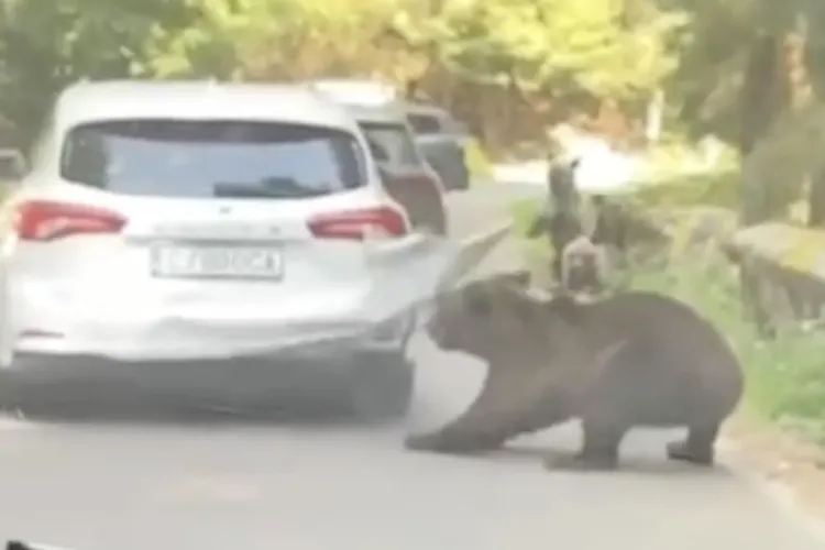 VIDEO. Mașina clujeanului atacată de urs era închiriată. Clientul a scăpat ieftin: Avea asigurare și pentru... urs:„A făcut mai mult spectacol decât daune”