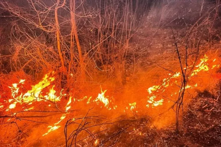 Incendiu de proporții într-o pădure din Cluj: Ce au descoperit clujenii după primele jeturi de apă i-a făcut să ceară întăriri urgente