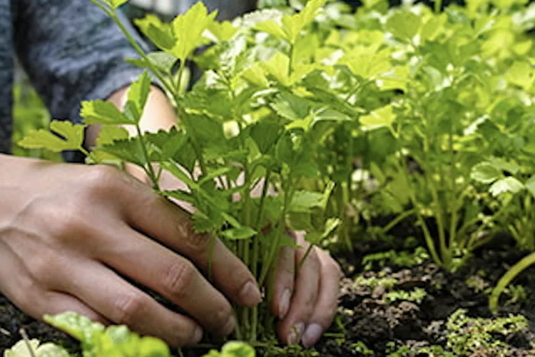 Bani de la stat pentru clujenii care cultivă cartofi: 300 de euro pe hectar. Fermierii din județ mai au doar câteva zile ca să depună cererile la Cluj