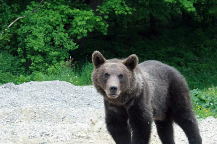Alertă în județul Cluj! Urs semnalat pe străzi, localnicii au fost avertizați prin RO-Alert