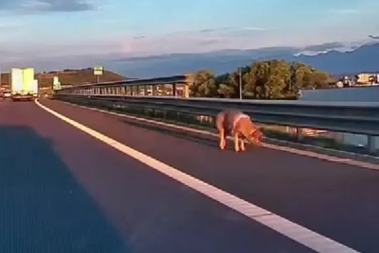 Porcul a fugit, șoferul a plătit! Aventură incredibilă pe autostradă, încheiată cu o amendă! Animalul a sărit din remorcă și a ajuns pe banda de urgență