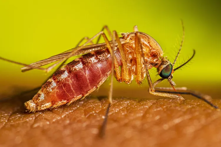 Virusul West Nile a „pușcat” în sezonul estival: Zeci de cazuri raportate, trei persoane au murit, iar Clujul apare pe lista județelor afectate