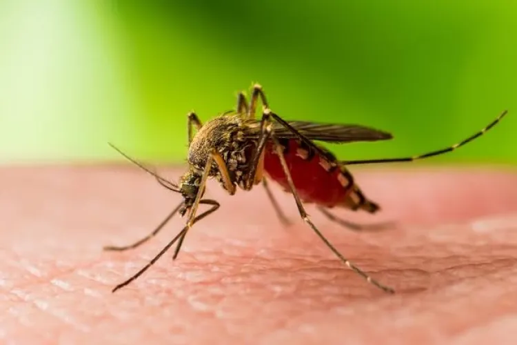 Doi oameni din Cluj, infectați cu virusul West Nile! Bilanț sumbru în toată țara: 58 de cazuri și trei pacienți care nu au mai putut fi salvați