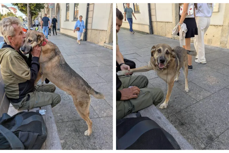 Are cineva o inimă mare în Cluj-Napoca? Un bărbat ajuns pe străzi se luptă să-și salveze câinele, singurul prieten care i-a rămas alături