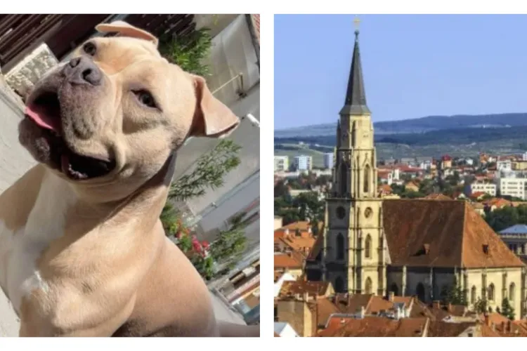 Recompensă URIAȘĂ pentru găsirea lui Uzi! Stăpânii îl caută cu disperare în Cluj-Napoca: „Este un câine blând. Vă rugăm să ne sunați” 