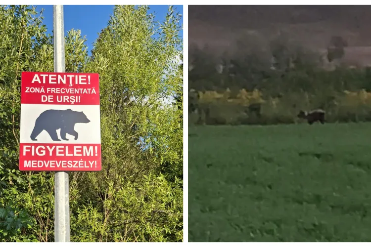 Alertă în Cluj! Trei urși, doi adulți și un pui, văzuți în apropierea unui drum. Oamenii, avertizați de prezența animalelor
