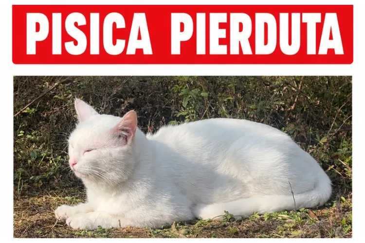 S-a pierdut un motan în Florești! Proprietarii îl caută cu disperare: „Vă rugăm să ne ajutați să-l găsim”