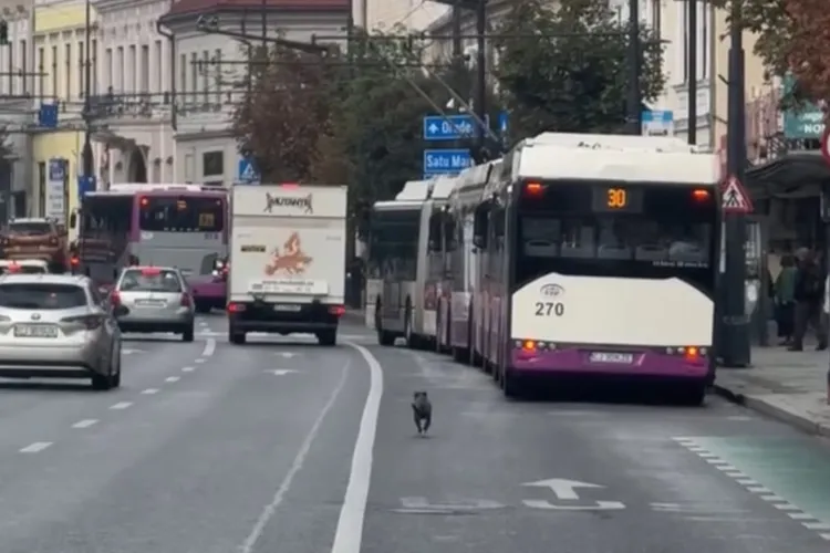 VIDEO. Un cățel s-a pierdut pe Bulevardul 21 Decembrie din Cluj-Napoca! A alergat printre mașini și autobuze, în fața la Sora. Îl recunoaște cineva?