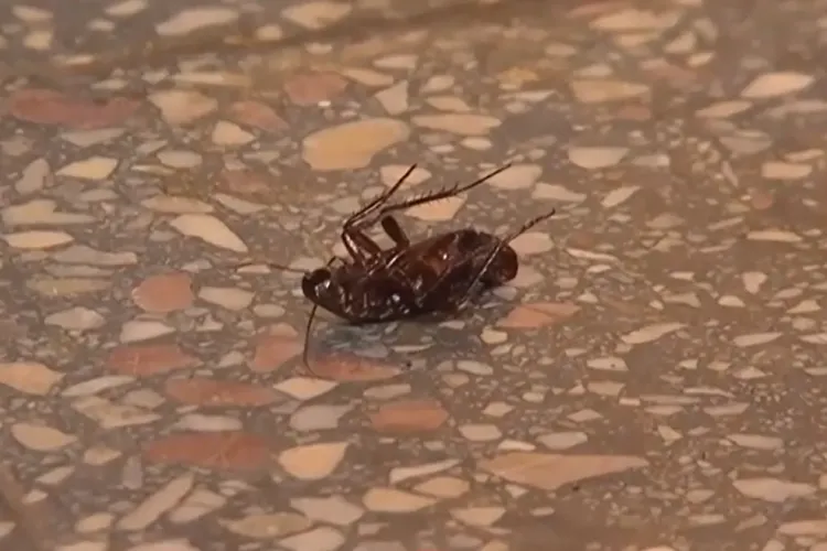 Gândacii au invadat blocuri din Cluj-Napoca! Locatarii și-au zidit geamurile de la baie ca să scape de ei: Pe ce străzi e cea mai mare problemă acum