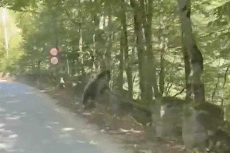 VIDEO. Alertă în Cluj! Un urs a apărut într-o zonă frecventată de turiști: Nu se știe dacă animalul mai e în zonă