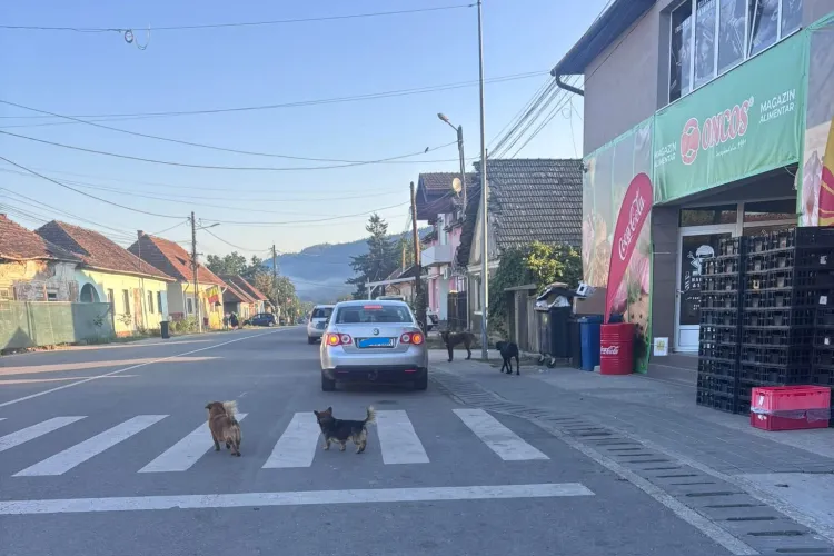 Alertă într-o comună din Cluj! Câinii fără stăpân au ajuns printre copiii de la grădiniță, spre îngrijorarea localnicilor