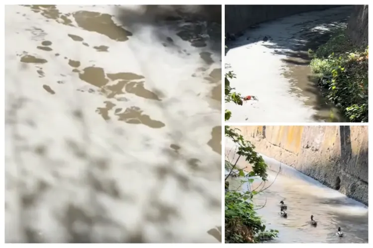 VIDEO. Imagini pe care nu am vrea să le vedem în Cluj: Ce curge prin Canalul Morii? Rățuștele înoată într-o apă... dubioasă