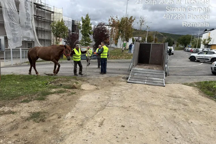 Cal lăsat liber pe străzile din Florești, ridicat de Poliția Locală. Proprietarul s-a ales cu o amendă uriașă 