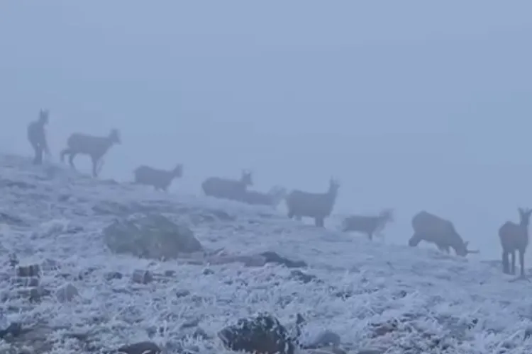VIDEO. Apariție rară în zona montană în prima zi de iarnă. Imagini superbe filmate după o noapte friguroasă la munte