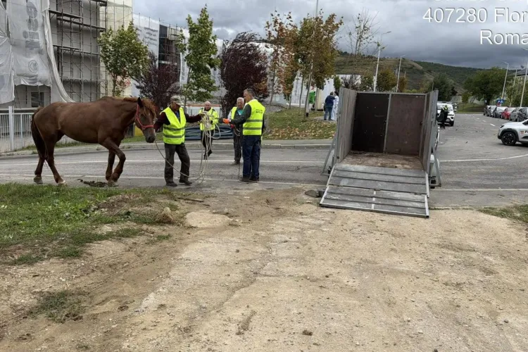 Cal lăsat liber pe străzile din Florești, ridicat de Poliția Locală, chiar în apropierea unui liceu! Proprietarul va plăti mii de lei