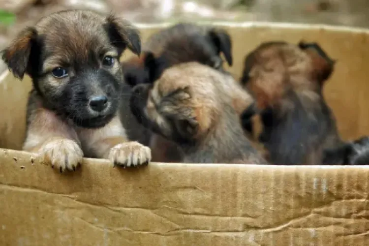Pui de câine, abandonați într-o lădiță pe marginea drumului în Cluj-Napoca: „Risca să fie călcați de mașini”