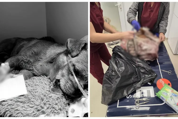 Caz care i-a șocat până și pe veterinarii din Cluj: Un câine lovit cu toporul în cap a fost găsit abandonat într-un sac. Acesta a murit la scurt timp