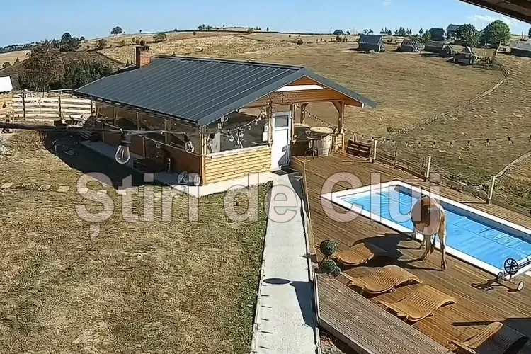 VIDEO EXCLUSIV. O vacă a căzut într-o piscină la Cluj! Lăsată liberă, a rupt gardul unei case și a ajuns direct în bazin. Totul a fost filmat