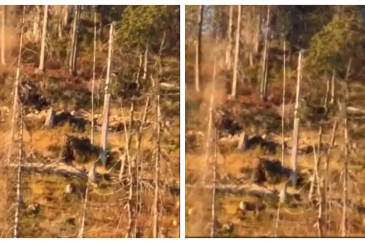 VIDEO. Cerb superb remarcat la plimbarea de dimineață în Cluj. Imagini superbe filmate într-o pădure