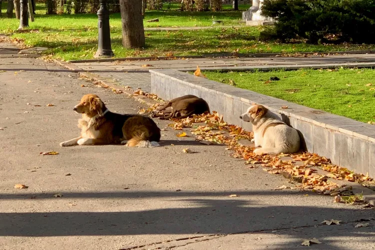 Câini lăsați liberi într-un parc din Cluj, în fiecare dimineață: „Stăpânii sunt lângă ei!”. Un locuitor cere intervenția autorităților
