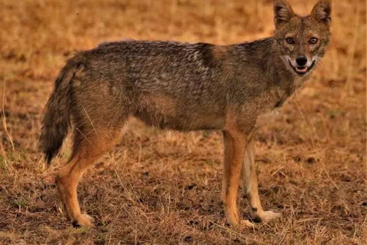 Șacalii fac ravagii în Transilvania. Atacă gospodăriile, ucid animale, iar localnicii se tem că situația scapă de sub control