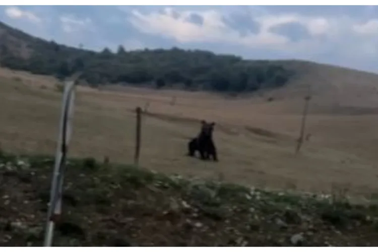 Parlamentul a votat din nou „Legea urșilor”. Câți vor putea fi împușcați de autorități în perioada următoare