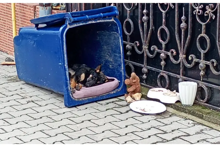 Tristețe fără margini! O cățelușă din Cluj va rămâne singură după ce femeia care a îngrijit-o pleacă din țară