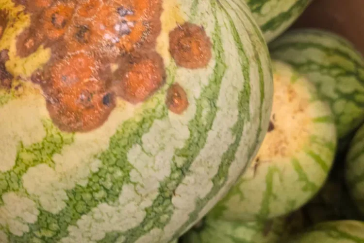 Clujeni, aveți grijă de unde vă faceți cumpărăturile! ANPC a dat amenzi de milioane de lei și a scos de la vânzare o mulțime de produse săptămâna aceasta