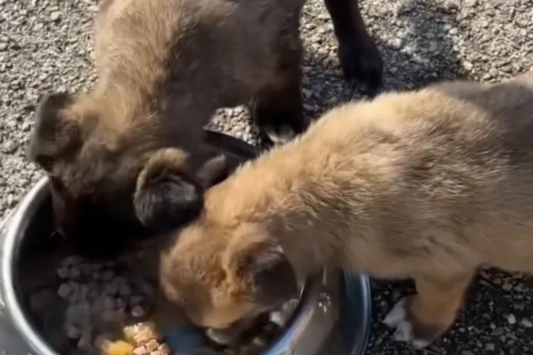 Apel către clujeni după ce doi pui de cățel au fost abandonați: „Nu abandonați animalele!”. Ce s-a întâmplat cu animăluțele găsite într-o lădiță