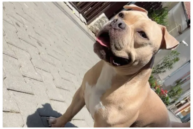 Cățel dispărut în Cluj-Napoca! Un American Bully de 2 ani a dispărut din curte în doar câteva minute: „Am mers la baie și când m-am întors nu mai era”