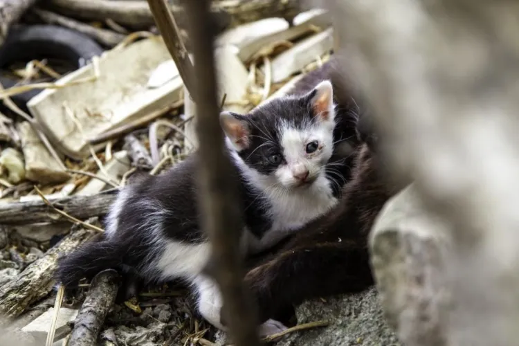 Pui de pisică abandonat în Cluj, găsit în parc și lăsat să moară. Apel disperat pentru ajutor: „Vă rog din suflet să mă ajutați”