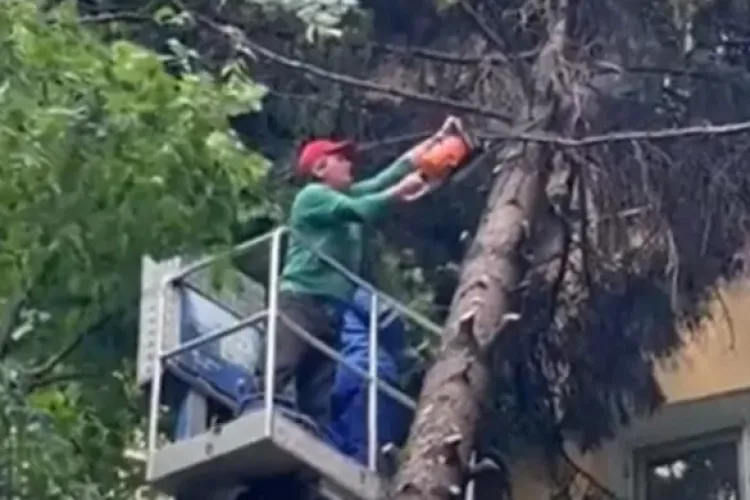 Un molid uriaș îi ține în alertă pe locatarii unui bloc din Cluj-Napoca! Oamenii spun că așteaptă de cinci ani să fie tăiat