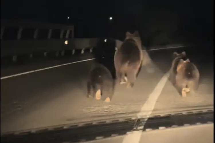 VIDEO. Ursoaică și trei pui, filmați alergând pe DN1. Un șofer a înregistrat întreaga scenă 