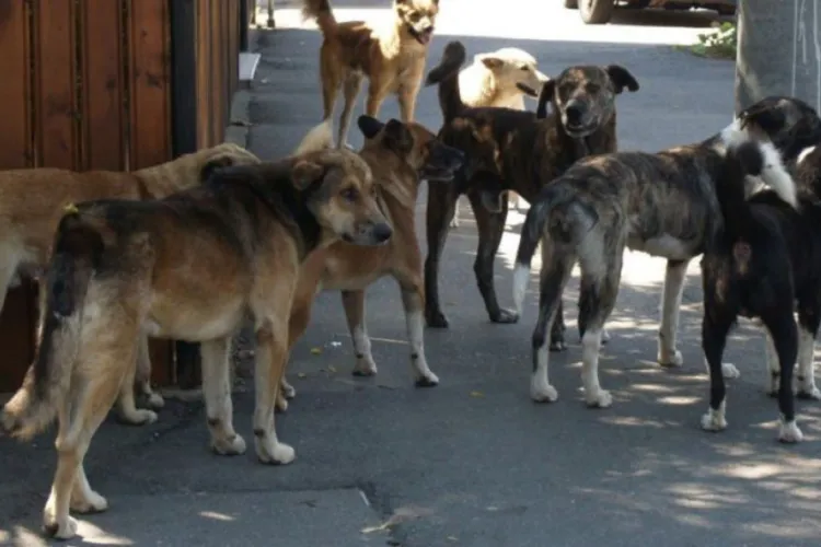 Clujenii sunt terorizați de o haită de câini agresivi care își fac veacul la o căbănuță părăsită: „Sunt un pericol pentru oameni și mai ales pentru copii”