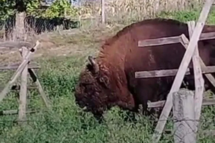 Zimbru de peste 800 de kilograme, găsit decapitat într-o pădure din Bistrița-Năsăud. Dosar penal deschis de polițiști