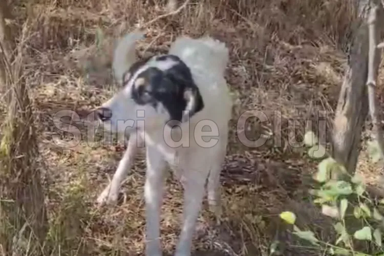 VIDEO. Cruzime într-o localitate din Cluj: Pui de cățel, găsit legat cu sârmă în afara localității, spre pădure: „Ăștia nu sunt oameni. Sunt NEOAMENI”