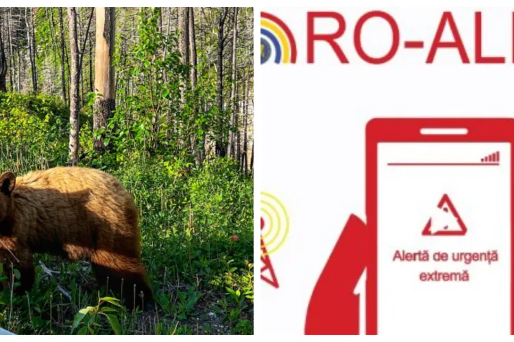 Un nou urs a fost văzut în Cluj. Locuitorii avertizați prin Ro-Alert să păstreze distanța față de animal