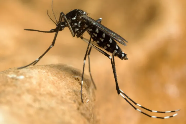 Clujenii nu au scăpat de virusul West Nile! Două infecții în județul Cluj, 117 cazuri și șapte morți în țară. Ce trebuie să faci ca să te ferești de țânțar