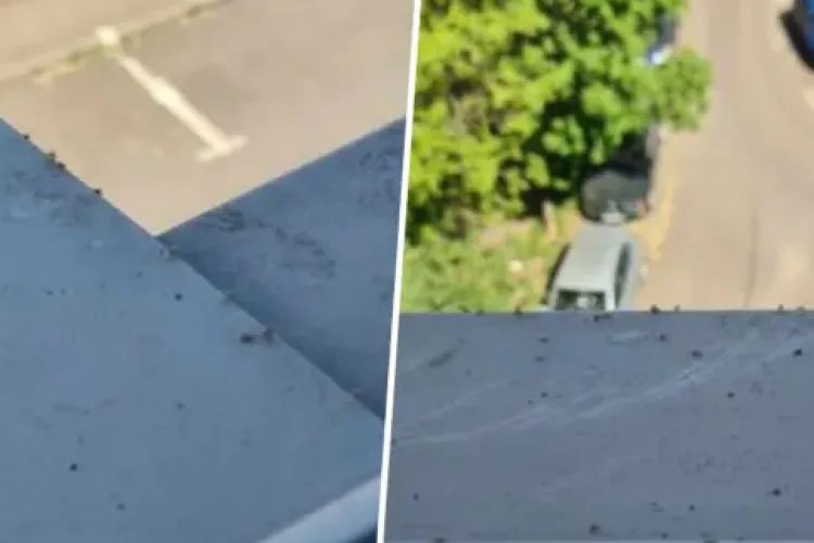 Focar de ploșnițe într-un bloc din Cluj-Napoca! Locatarii cer intervenția de urgență a autorităților: „Ne pune în pericol sănătatea”