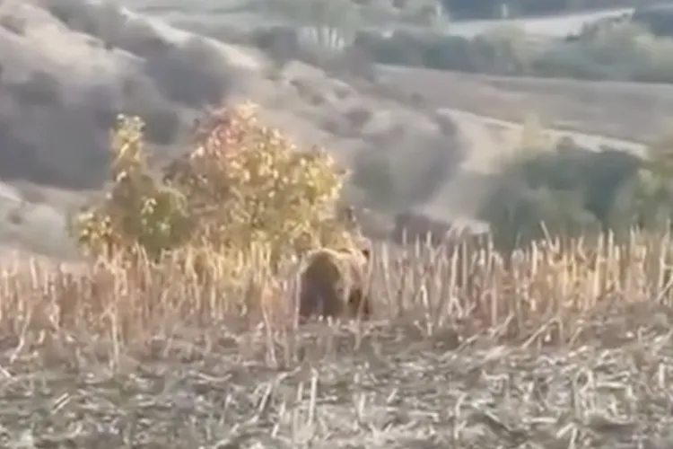 VIDEO. Atenție clujeni! Urs văzut în apropierea unei comunne din Cluj: Primăria trage semnalul de alarmă și le spune oamenilor ce să facă