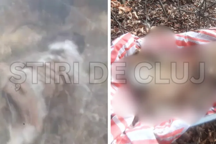 VIDEO. Situație de groază în Cluj! Câinii de la o stână ar intra în curțile oamenilor și le-ar omorî câinii: „Am căutat toată ziua. Am găsit doar capul”