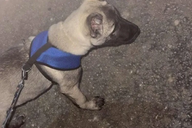 Fără remușcări! Un câine superb, aruncat dintr-o mașină în Cluj. Cum s-a încheiat întreaga poveste